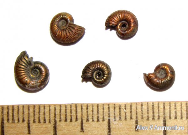 аммониты, юра, оксфорд, Amoeboceras, Ammonites, Oxfordian, Jurassic