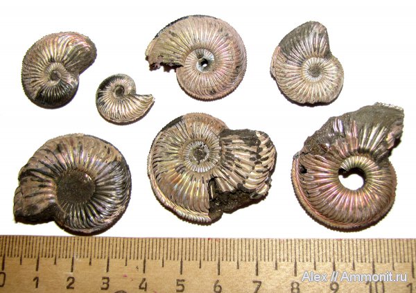 аммониты, оксфорд, Amoeboceras, Amoeboceras alternoides, Ammonites, Oxfordian