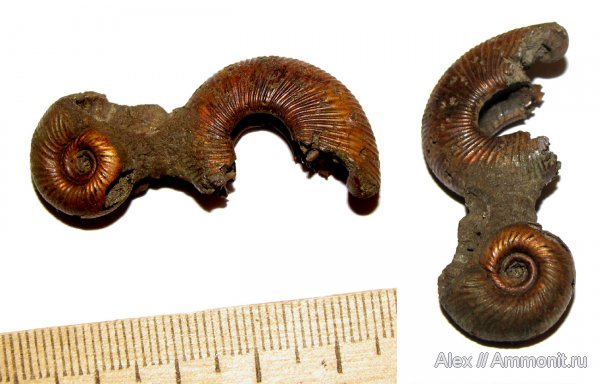 аммониты, юра, оксфорд, Perisphinctidae, Ammonites, Subdiscosphinctes, Oxfordian, Jurassic
