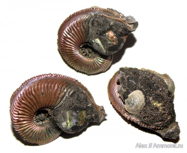 аммониты, оксфорд, Amoeboceras, Dicroloma, Amoeboceras alternoides, Ammonites, Oxfordian