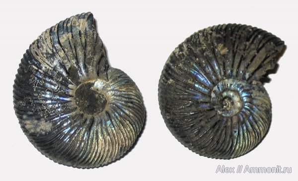 аммониты, юра, Воскресенск, Virgatites, Елкино, волжский ярус, Ammonites, Virgatitidae, Volgian, Jurassic