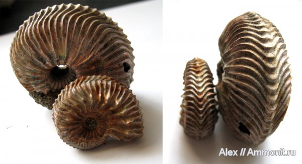 аммониты, юра, Михайлов, Cardioceras, оксфорд, юрский период, нижний оксфорд, Cardioceratidae, Ammonites, Oxfordian, Lower Oxfordian, Jurassic
