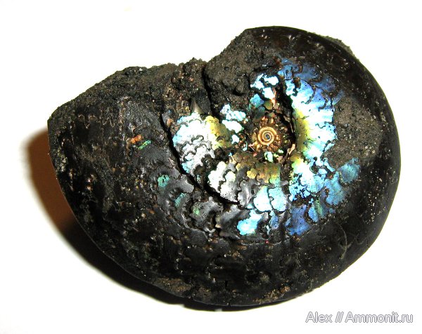 аммониты, юра, Фили, юрский период, волжский ярус, Garniericeras, Garniericeras catenulatum, Ammonites, Garniericeratinae, Volgian, Jurassic