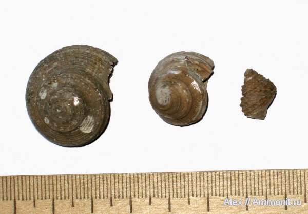 гастроподы, юра, Голутвин, оксфорд, юрский период, Bathrotomaria, Pleurotomaria, Eucyclus, Pleurotomariidae, Oxfordian, Jurassic