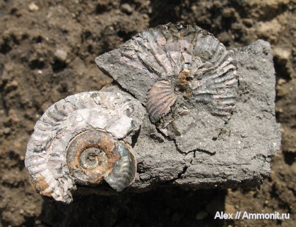 аммониты, юра, Михайлов, Lunuloceras, юрский период, келловей, Pseudocadoceras, Ammonites, Callovian, Jurassic, Middle Jurassic