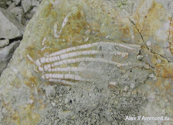 морские лилии, карбон, Цемгигант, криноидеи, Moscovicrinus, Moscovicrinus multiplex