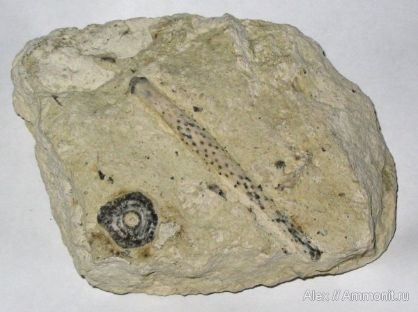 морские ежи, карбон, каменноугольный период, Archaeocidaris, Carboniferous, Archaeocidaris rossica