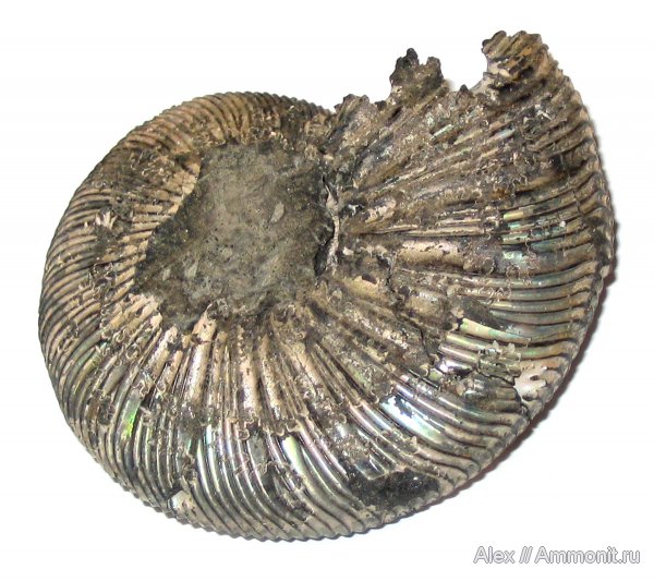 аммониты, юра, Воскресенск, Virgatites, юрский период, волжский ярус, Virgatites virgatus, Ammonites, Virgatitidae, Volgian, Jurassic