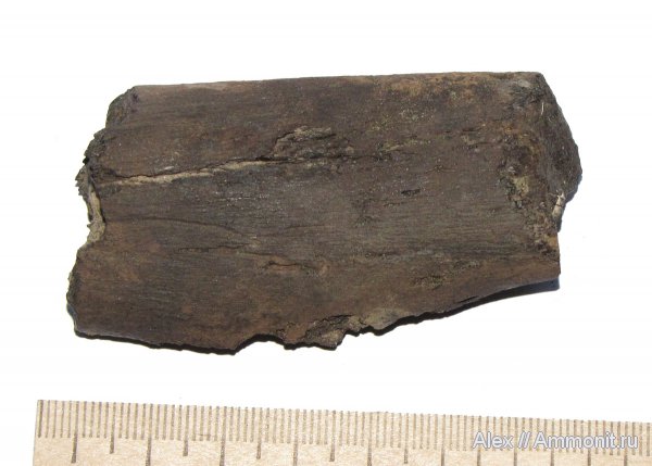 рептилии, ихтиозавры, Елкино, плезиозавры