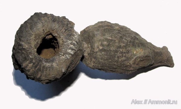 юра, губки, Воскресенск, юрский период, Елкино, волжский ярус, Sphenaulax, Volgian, Jurassic