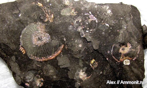 аммониты, юра, оксфорд, Amoeboceras, Ammonites, Oxfordian, Jurassic