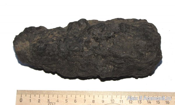 юра, Воскресенск, юрский период, волжский ярус, Sphenaulax, Volgian, Jurassic