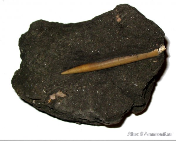 белемниты, юра, Коломенское, юрский период, волжский ярус, Cylindroteuthis, Volgian, Jurassic, belemnites