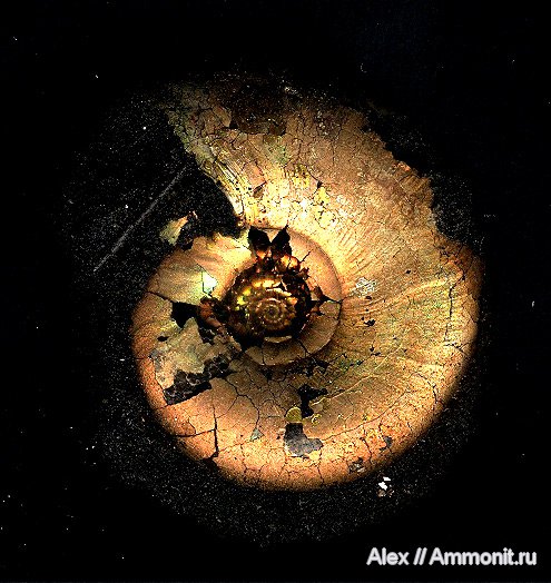 аммониты, юра, Фили, юрский период, Kachpurites, волжский ярус, Kachpurites subfulgens, Ammonites, Garniericeratinae, Volgian, Jurassic