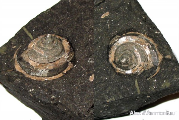 гастроподы, моллюски, юра, Голутвин, Bathrotomaria, Jurassic гастроподы, моллюски, юра, Голутвин, Bathrotomaria, Jurassic