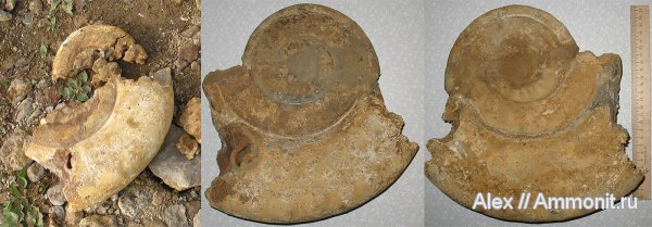 нижний келловей, келловей, Indosphinctes mutatus, Indosphinctes, Никитино, Perisphinctidae, Callovian, Middle Jurassic, Lower Callovian