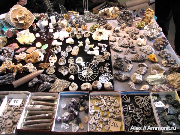 аммониты, Михайлов, коммерция, выставки, Гемма, Ammonites