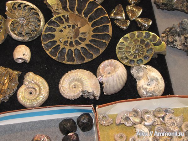 аммониты, юра, Михайлов, наутилусы, коммерция, выставки, Гемма, Ammonites, Jurassic