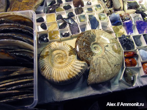 коммерция, выставки, Cleoniceras, Perisphinctes, Гемма
