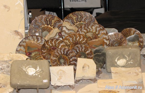 аммониты, коммерция, выставки, членистоногие, Гемма, креветки, Ammonites, крабы