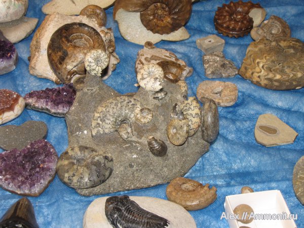 аммониты, пермь, юра, мел, коммерция, выставки, Казахстан, Craspedites, Hedenstroemia, Гемма, Schloenbachia, Ammonites, Cretaceous, Jurassic, Permian
