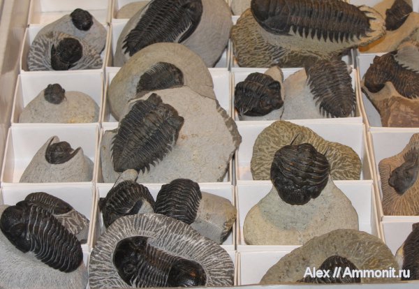 трилобиты, девон, Марокко, коммерция, выставки, Devonian, Гемма