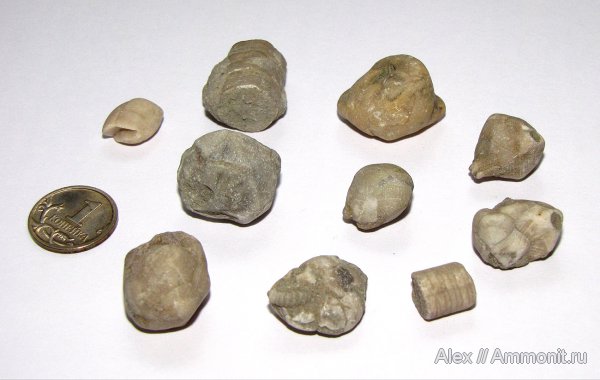 иглокожие, ордовик, р. Волхов, цистоидеи, Echinoencrinites, Ordovician