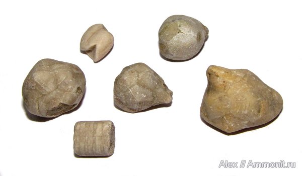 иглокожие, ордовик, р. Волхов, Echinoencrinites, Ordovician