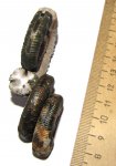 Три раковины Binatisphinctes sp. с отпечатками вентральных мускулов