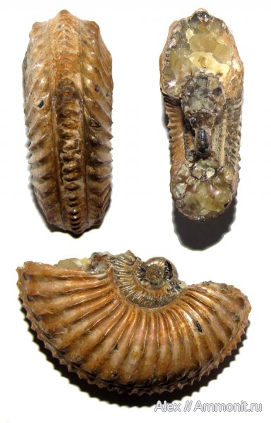 аммониты, юра, Amoeboceras, кимеридж, поперечное сечение, Cardioceratidae, Ammonites, Таймыр, Cardioceratinae, Kimmeridgian, Jurassic, Upper Jurassic