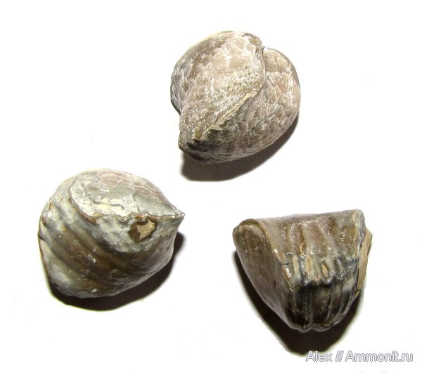 брахиоподы, девон, Devonian, плеченогие, Rhynchonellida, Atrypida, Рудкино, Leiorhynchus, Tomestenoporhynchus