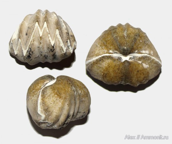 брахиоподы, карбон, Enteletes, Orthida, Enteletes lamarckii