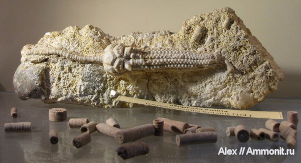 морские лилии, криноидеи, ПИН, Dicromyocrinus, Dicromyocrinus ornatus, Cromyocrinidae