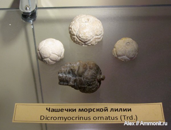 морские лилии, криноидеи, ПИН, Dicromyocrinus, Dicromyocrinus ornatus, Cromyocrinidae