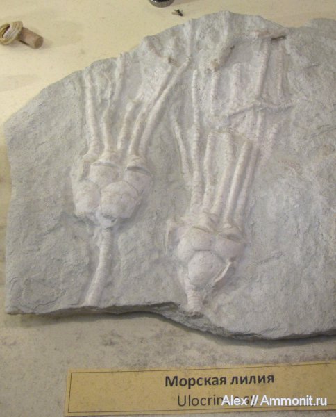 морские лилии, криноидеи, ПИН, Ulocrinus, Ulocrinus grishini, Cromyocrinidae