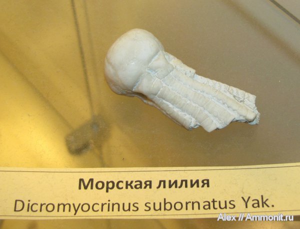 морские лилии, криноидеи, ПИН, Dicromyocrinus, Dicromyocrinus subornatus, Cromyocrinidae