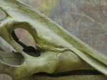 Деревянный череп гадрозавра