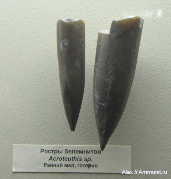 белемниты, мел, музеи, ПИН, Acroteuthis, Cretaceous, belemnites