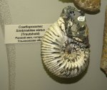 Simbirskites elatus с устьем