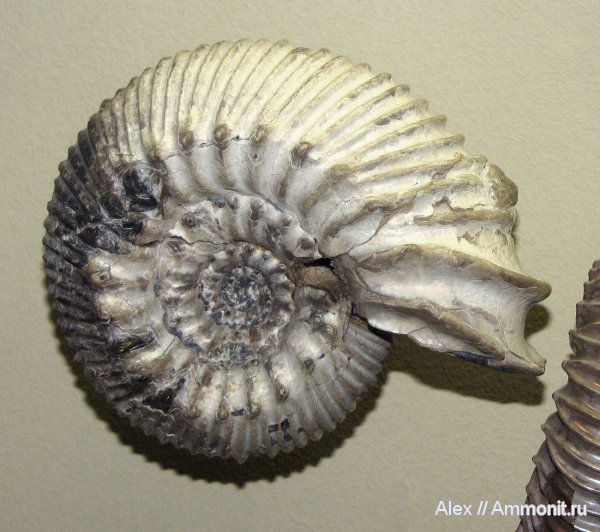 аммониты, мел, ПИН, Simbirskites, устье, Ammonites, Simbirskites elatus, Cretaceous