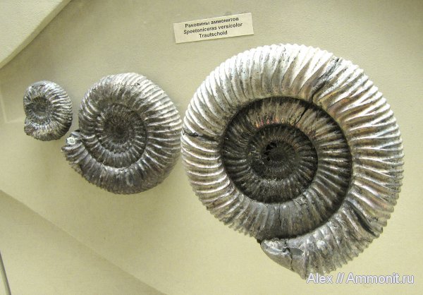 мел, музеи, ПИН, Speetoniceras, Speetoniceras versicolor, Hauterivian, Cretaceous