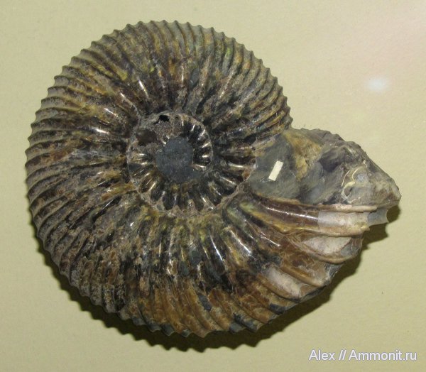 аммониты, мел, ПИН, Simbirskites, устье, Ammonites, Simbirskites elatus, Cretaceous