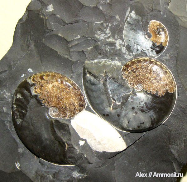 аммониты, мел, ПИН, Aconeceras, Aconeceras trautscholdi, Ammonites, Aptian, Cretaceous