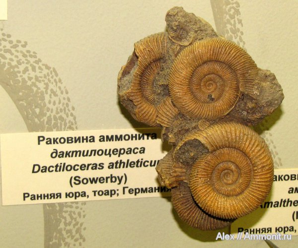 юра, Германия, ПИН, Dactylioceras, Dactylioceras athleticum, Dactylioceratidae, Jurassic