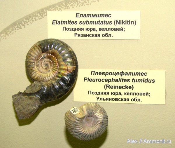 аммониты, юра, ПИН, келловей, Indosphinctes, Elatmites, ушки, устье, Ammonites, Indosphinctes submutatus, Microconchs, Elatmites submutatus, lappets, Callovian, Jurassic, Middle Jurassic