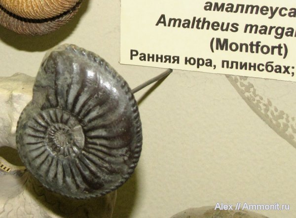 юра, музеи, ПИН, Amaltheus margaritatus, Amaltheus, Amaltheidae, Jurassic