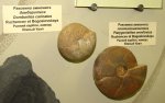 Dombarites carinatus и Platygoniatites omniliratus
