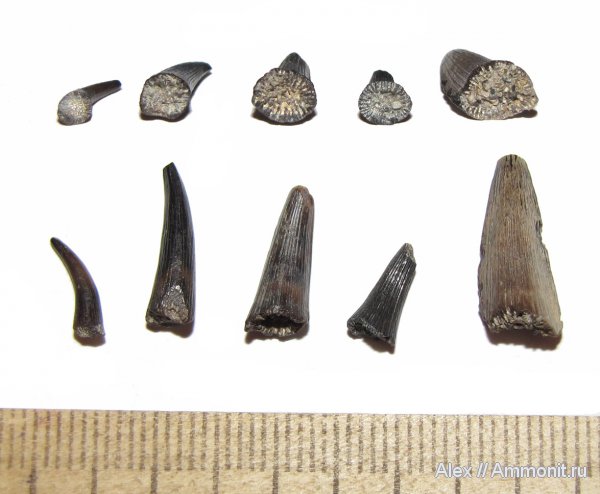 девон, рыбы, зубы, Devonian, fish, teeth