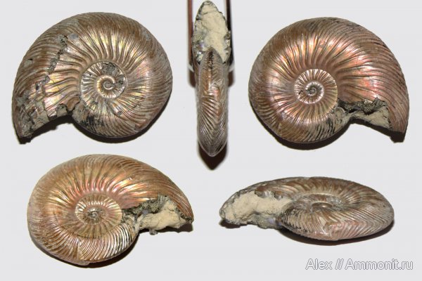 аммониты, юра, келловей, Quenstedtoceras, Quenstedtoceras lamberti, Дубки, прижизненные повреждения, Ammonites, Quenstedtoceratinae, ammonoid sublethal injuries, Callovian, Jurassic, Middle Jurassic