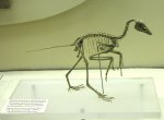 Реконструкция скелета Archaeopteryx